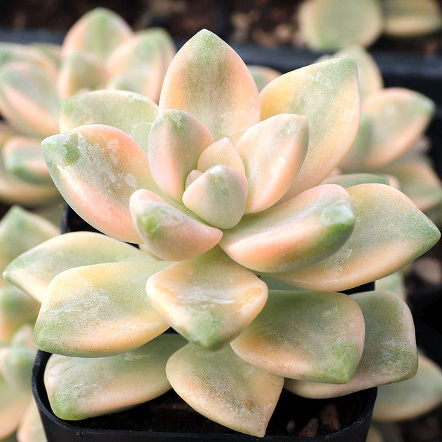 Graptoveria 'Titubans Variegata'
