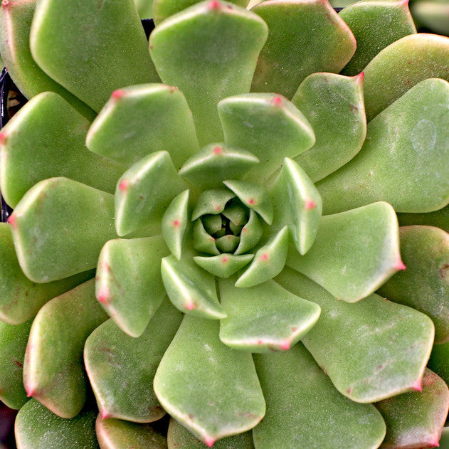 Graptoveria 'Olivia'