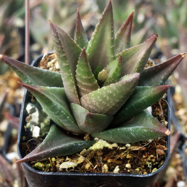 Haworthia 'Broteriana'