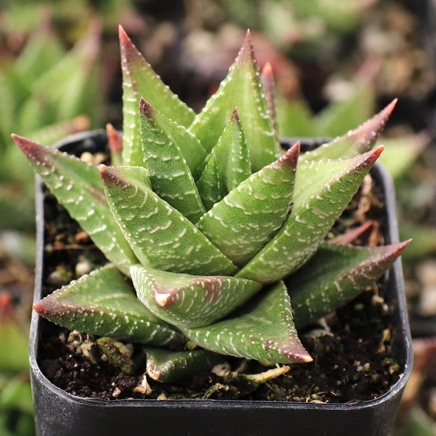 Haworthia 'Broteriana'