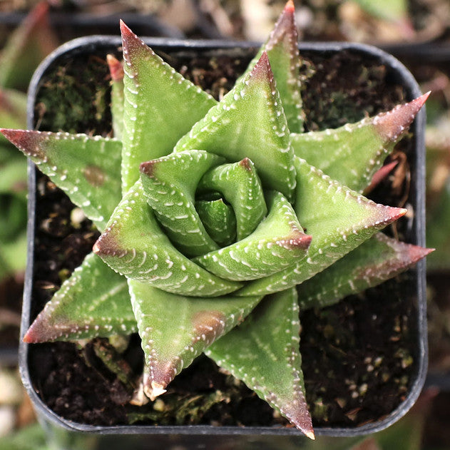 Haworthia 'Broteriana'