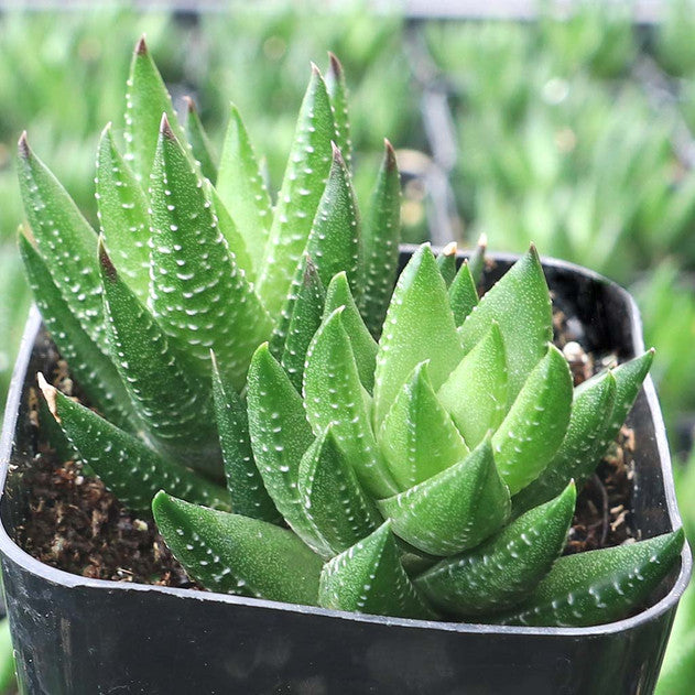 Haworthia greenii var. silvicola