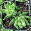 Haworthia greenii var. silvicola