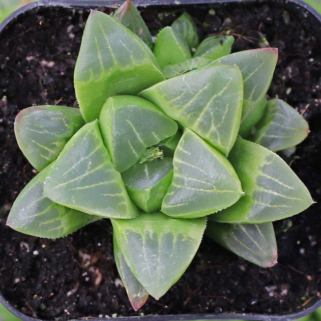 Haworthia mutica f. variegata