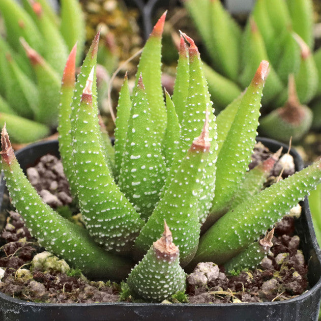 Haworthia attenuata var. glabrata