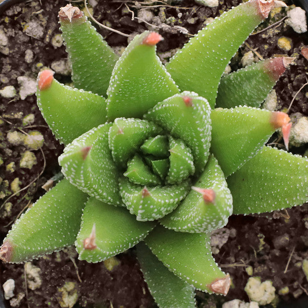 Haworthia attenuata var. glabrata