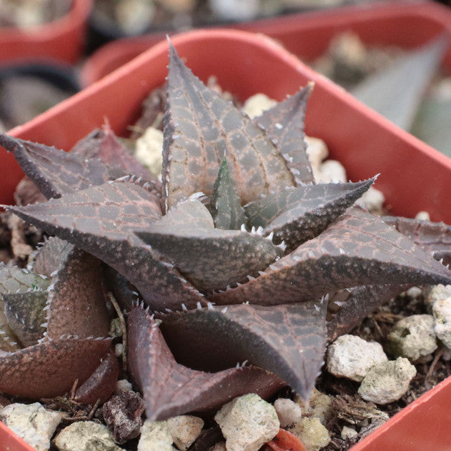 Haworthia venosa ssp. tessellata
