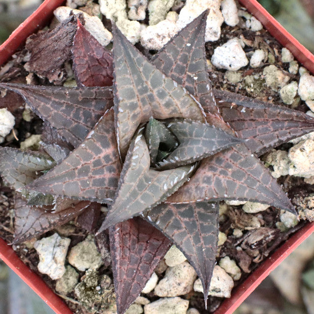 Haworthia venosa ssp. tessellata