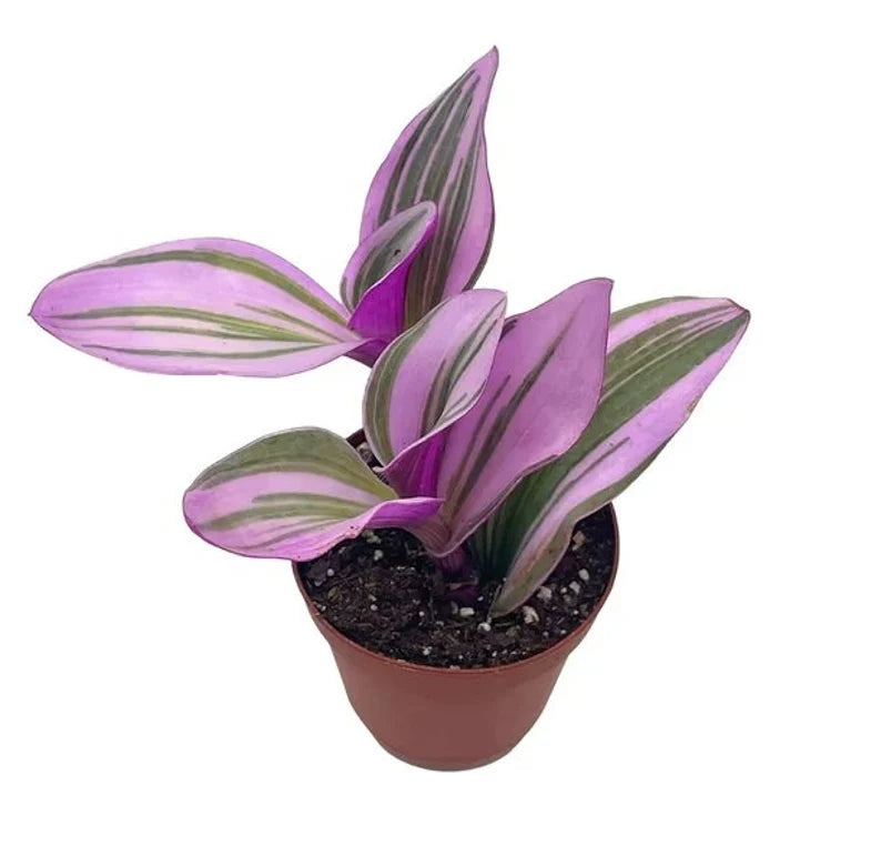 Tradescantia 'Nanouk'