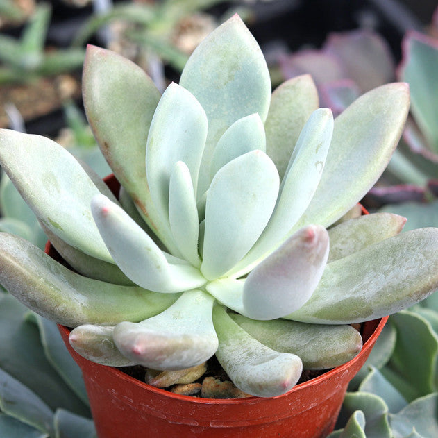 Graptoveria 'Opalina'
