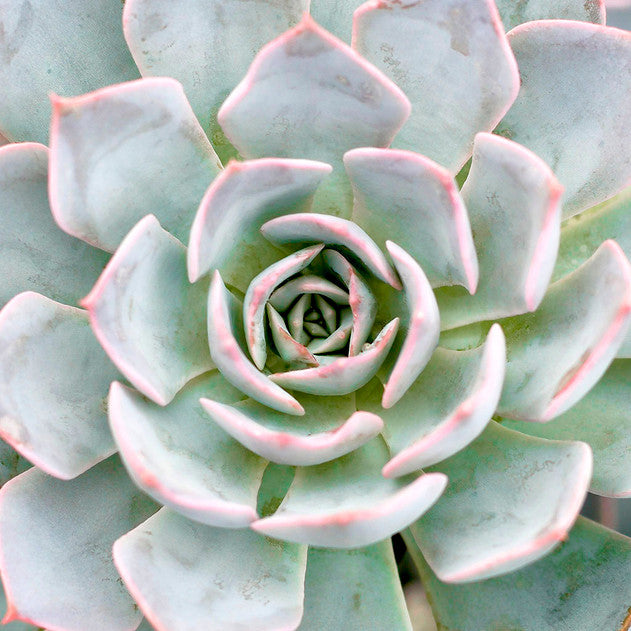 Echeveria 'Morning Beauty'