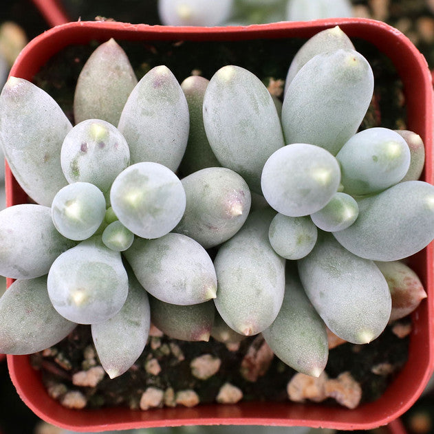 Pachyphytum rzedowskii