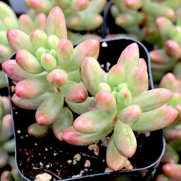 Sedum rubrotinctum 'Aurora' - Pink Jelly Bean