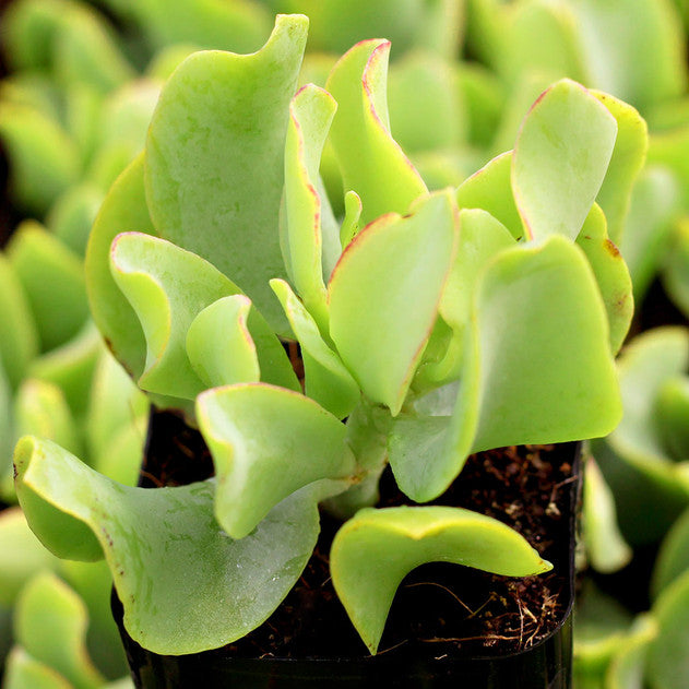 Crassula undulatifolia - Ripple Jade
