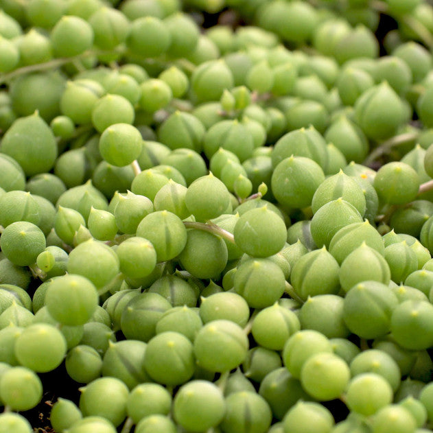 Senecio rowleyanus - String of Pearls