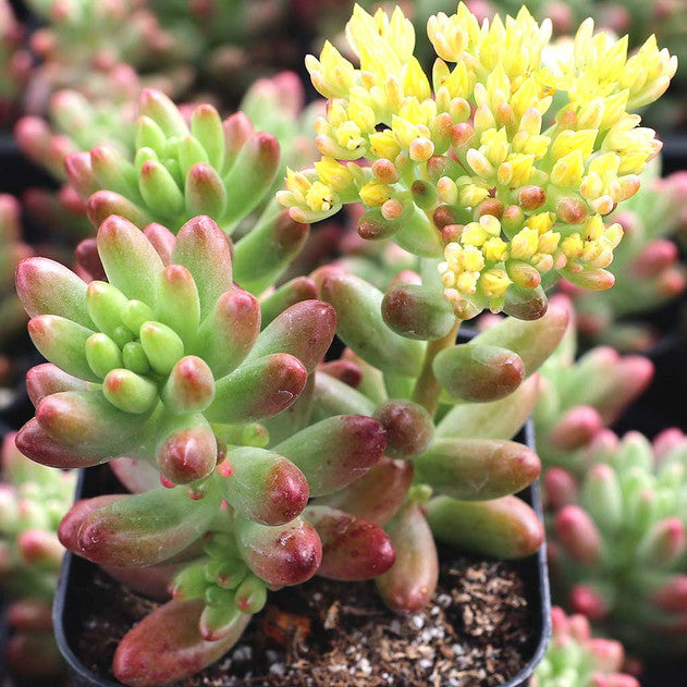 Sedum rubrotinctum 'Aurora' - Pink Jelly Bean