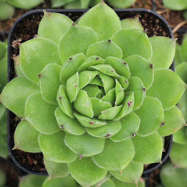 Sempervivum tectorum f/ Soldeu
