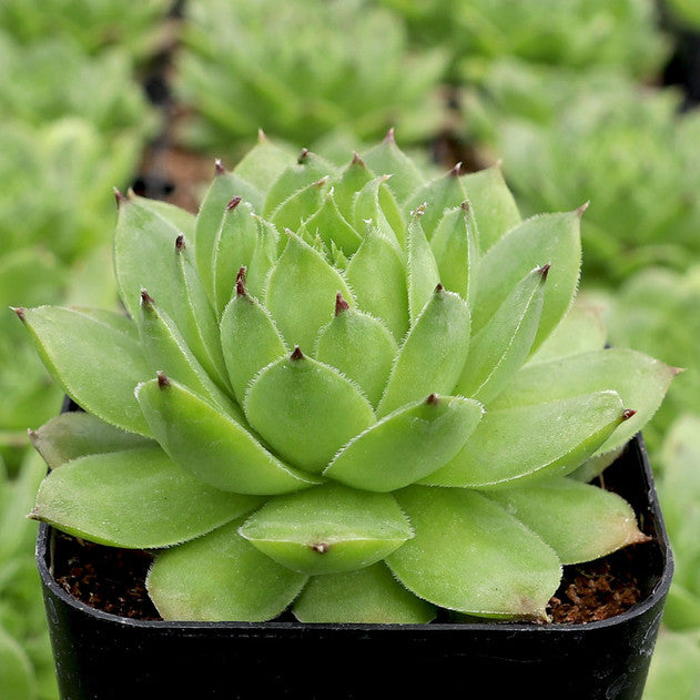 Sempervivum tectorum f/ Soldeu