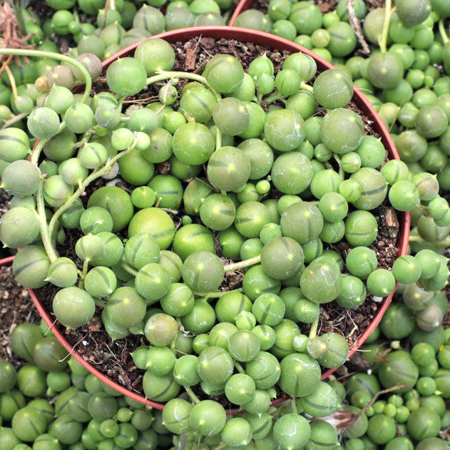 Senecio rowleyanus - String of Pearls