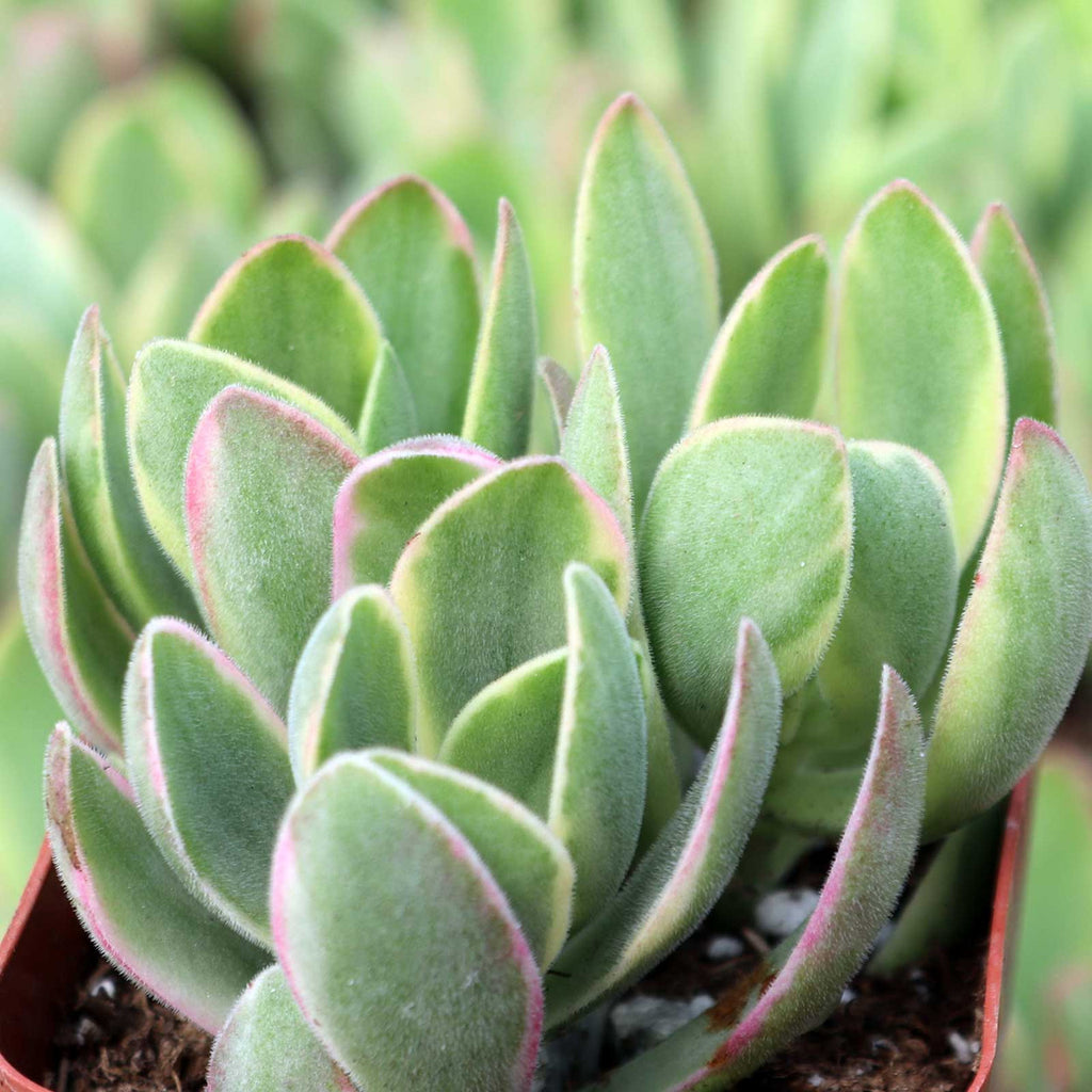 Crassula 'Variegated Money Maker'
