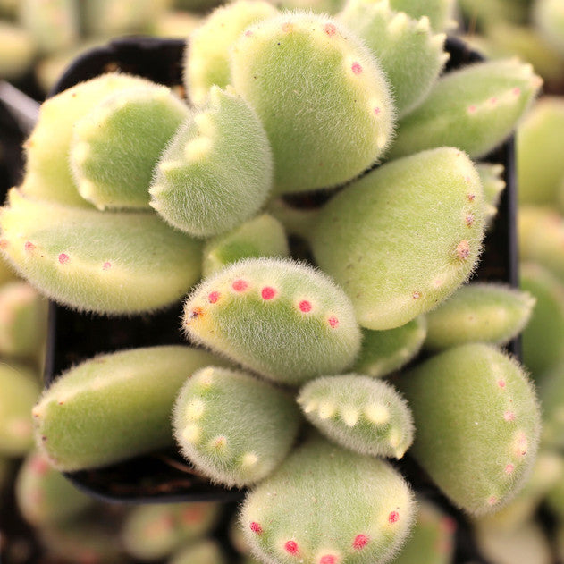 Cotyledon tomentosa - Variegated Bear's Paw