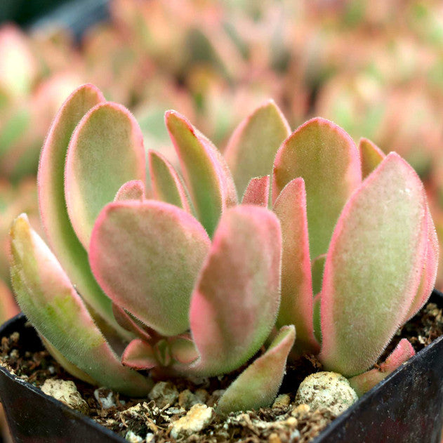 Crassula 'Variegated Money Maker'