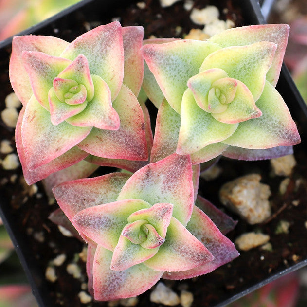 Crassula perforata f. variegata - Variegated String of Buttons